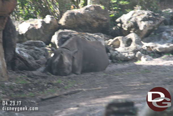 Two black rhinos were out.  This one on the left side laying down.