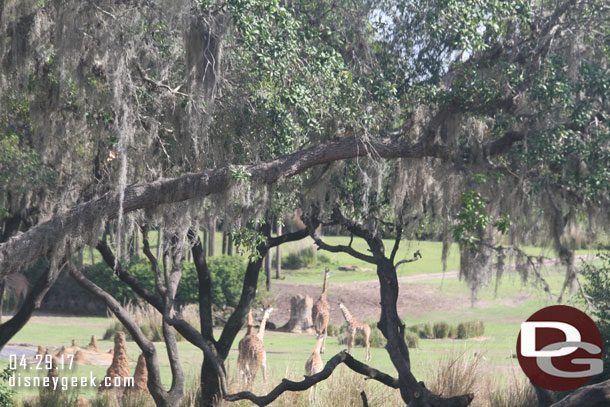 As we approached the large savanna you can spot giraffe in the distance.