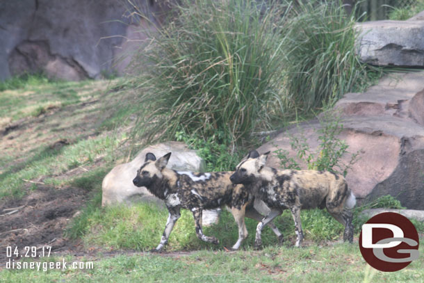 Painted Dogs on the move.