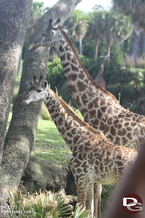 Rolling by the Giraffe