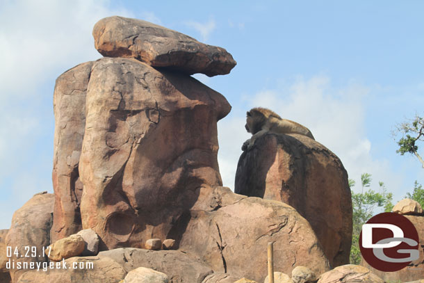 The male lion looking away..