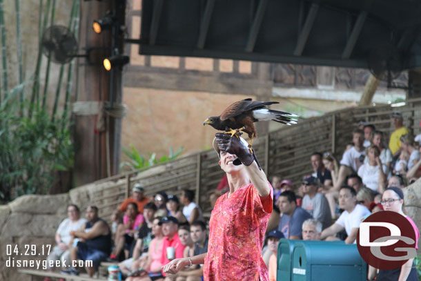 A hawk ready to take off.