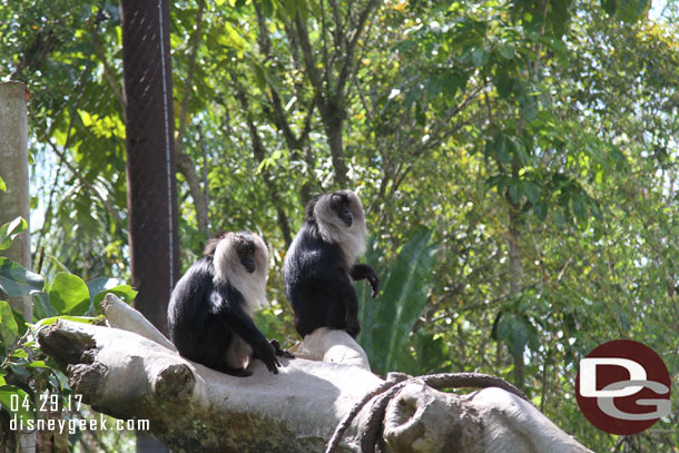 Monkeys along the Jungle Trek.
