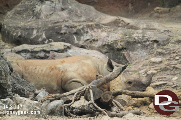 A black rhino trying to blend in.