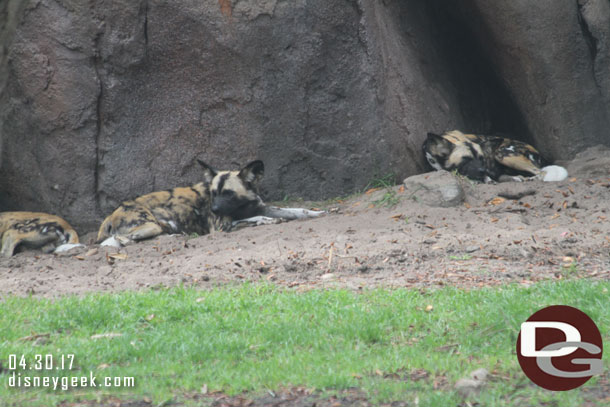 Painted Dogs