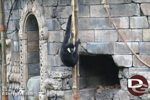 A White-cheeked Gibbon in Asia