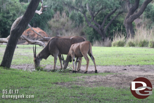 Greater Kudu