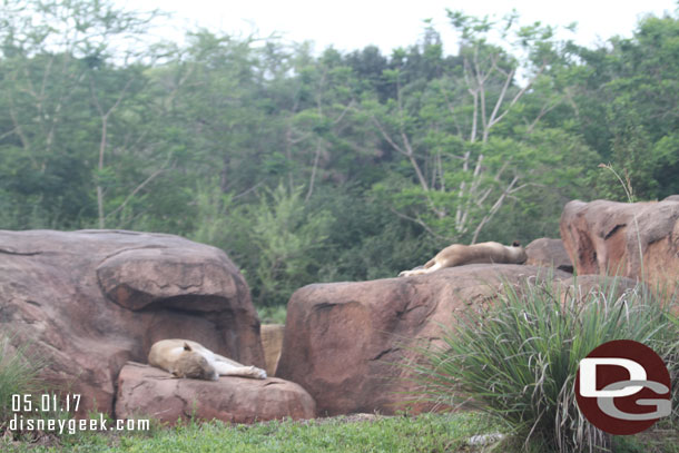 A second lioness was also laying around.