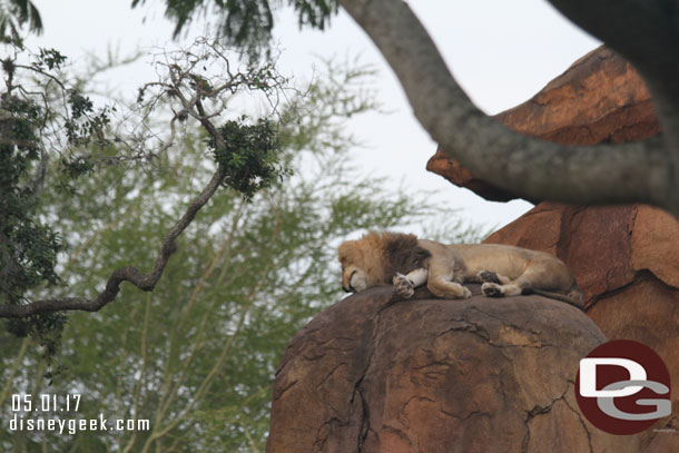 The male lion was doing the same.