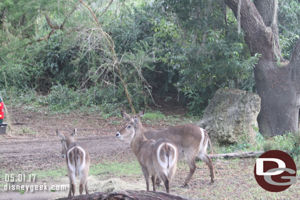 Water buck