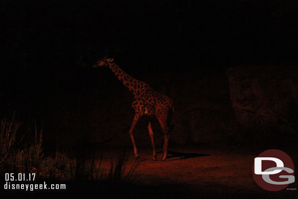 A giraffe moving around.