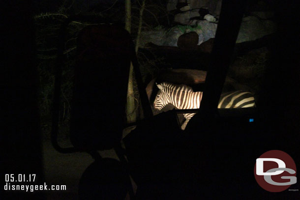 This zebra decided to come out of the dark on a blind corner and scare our driver.  