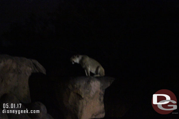 A female lion getting ready to jump from one rock to another.