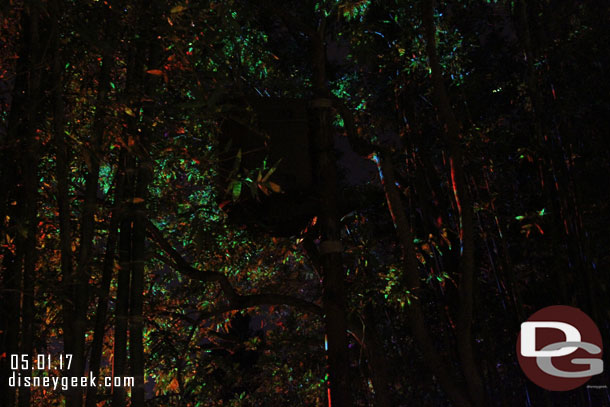 Looking up into the trees at the lights.