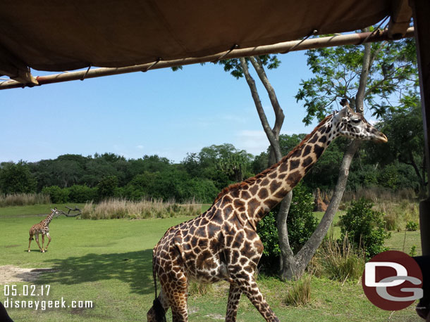 An adult and a baby giraffe passing by.