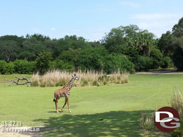 A closer look at the baby giraffe.