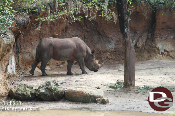 A black rhino on the move.