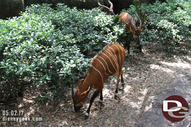 Bongo in the bushes