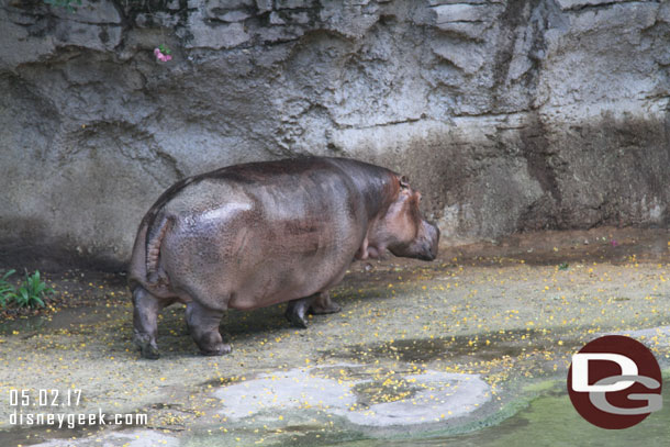 A hippo out for a stroll