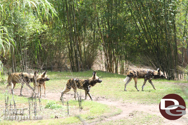 The painted dogs were moving around too.