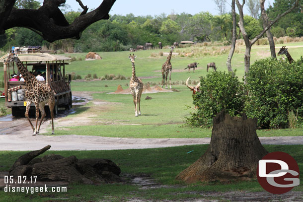 On the savanna a lot of giraffes and other animals on the move this afternoon.