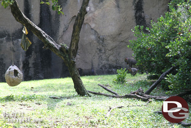 Passing the Mandrill Monkeys.  A young one is visible.