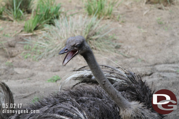 This ostrich was not happy about something.