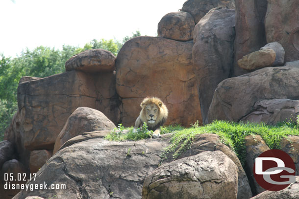 The male lion.