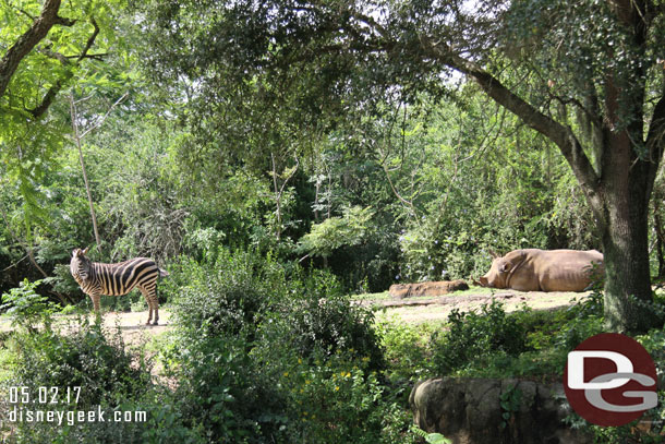 A zebra hanging out near the white rhinos