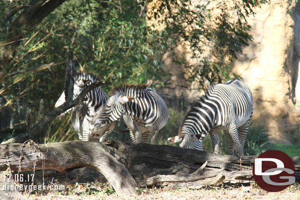 Zerbra lined up for a photo.