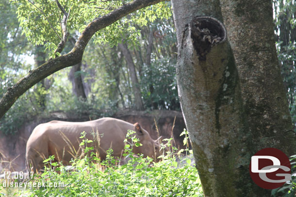 Next up used a FastPass+ for Kilimanjaro Safari.  A black rhino.