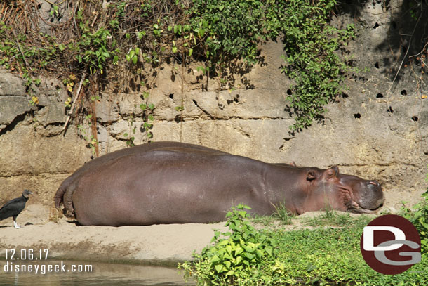 A couple of hippo sunning themselves.