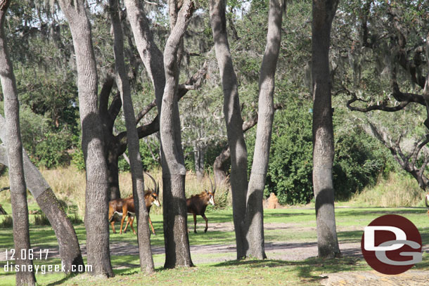 Sable Antelope on the move.