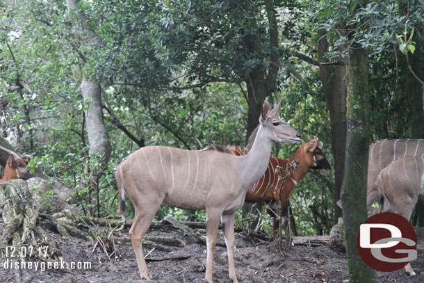 Went for a safari trip.  Kudos and Bongos in the forest area.