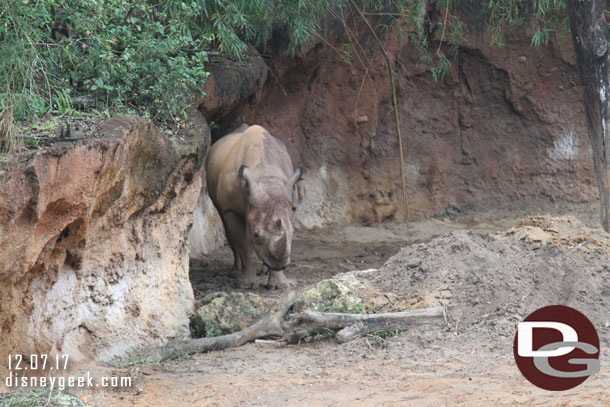 A black rhino on the move.