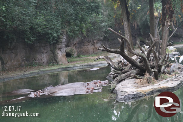 Hippos hanging out like always.