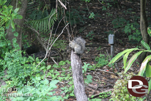 A native critter..