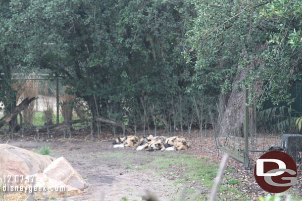 The wild dogs were not active this morning.