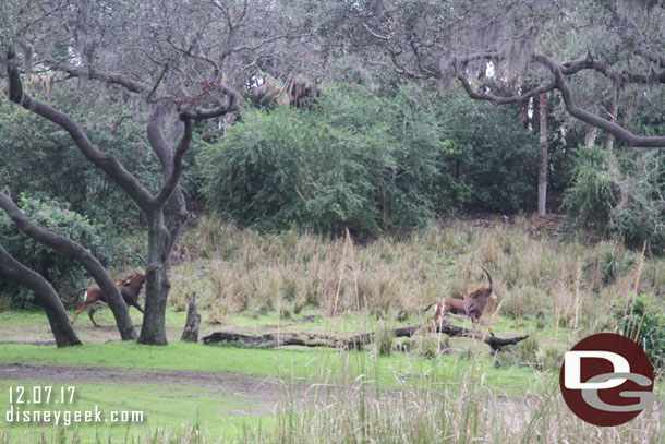 Sable Antelope on the move.