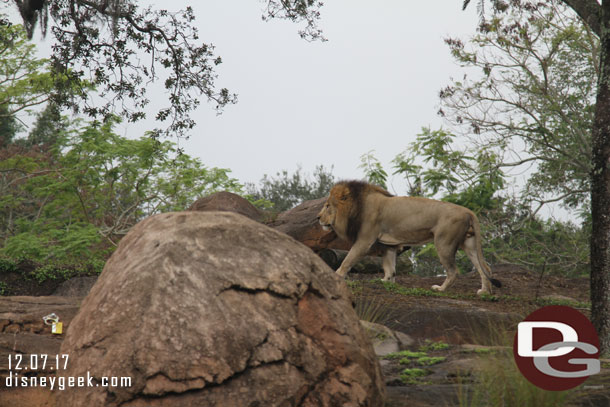 A very rare sight.. the male lion was on the move.  He walked back to the rocks then we were able to see him jump up to the top.