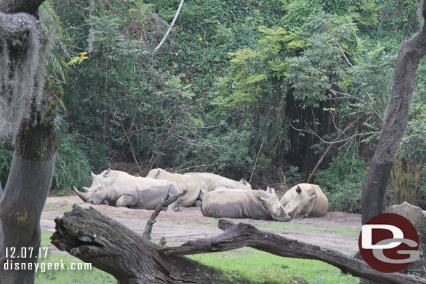 The white rhinos were lounging this morning.