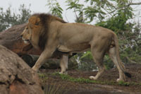 Animal Kingdom - Male Lion