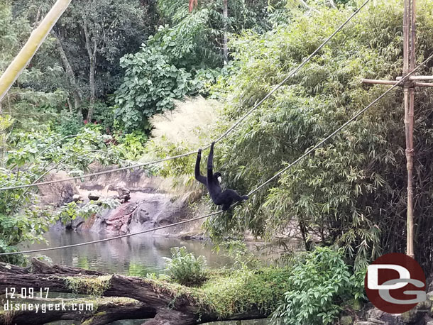 Stopped by Asia after lunch and watched the gibbons for a while.