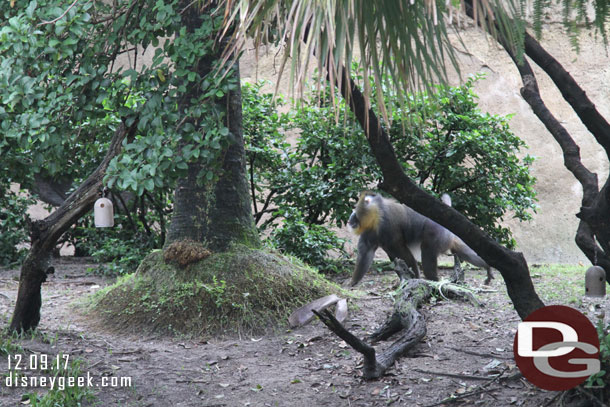 Mandrill Monkey