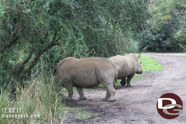 White Rhinos on the move.