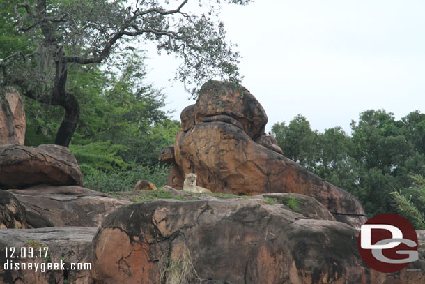 Lions on the rocks.