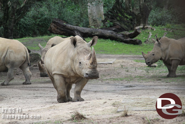 White Rhino 