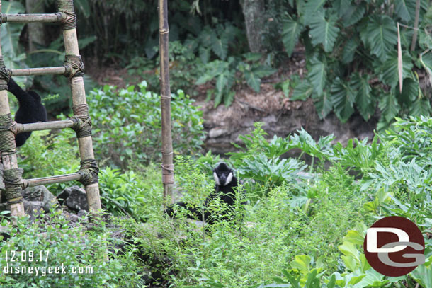 I do not recall seeing them spend much time on the ground on previous visits.