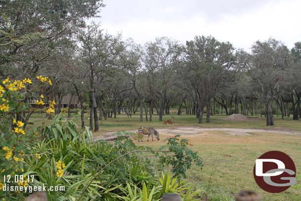 Looking out to the main savanna from the point.