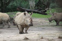 Animal Kingdom - White Rhino